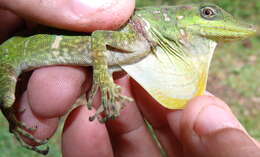 Image of Anolis kunayalae Hulebak, Poe, Ibáñez & Williams 2007