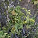 Nicotiana rupicola Santilli, De Schrevel, Lavandero & Dandois的圖片