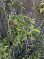 Image of Nicotiana rupicola Santilli, De Schrevel, Lavandero & Dandois