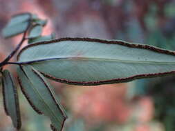 Image of Pellaea dura (Willd.) Bak.