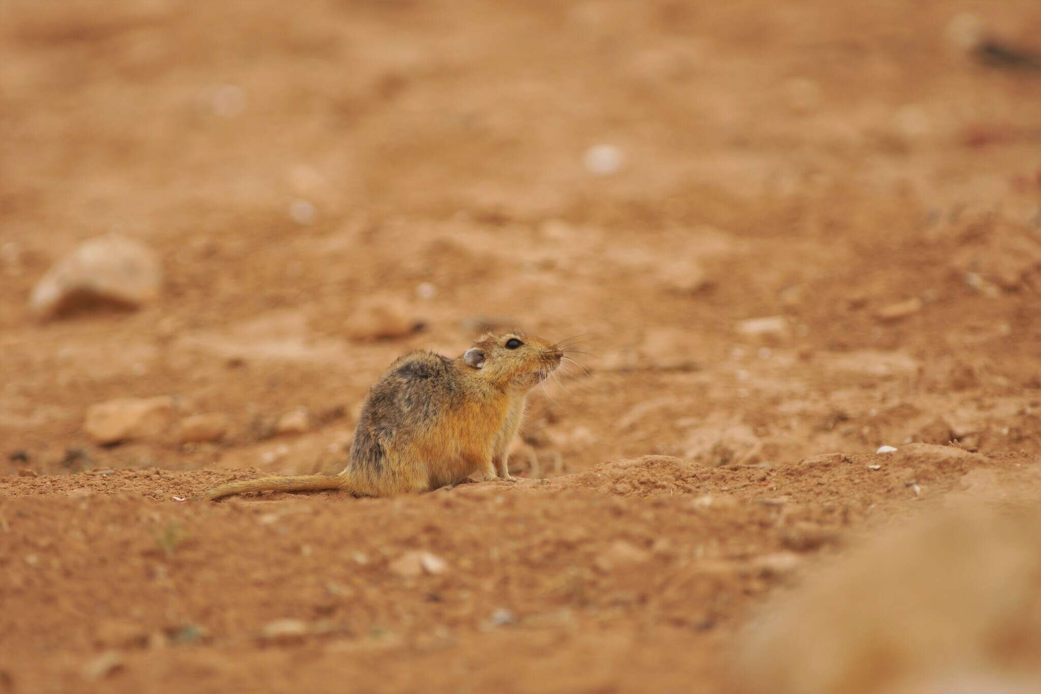 Image of Fat Sand Rat