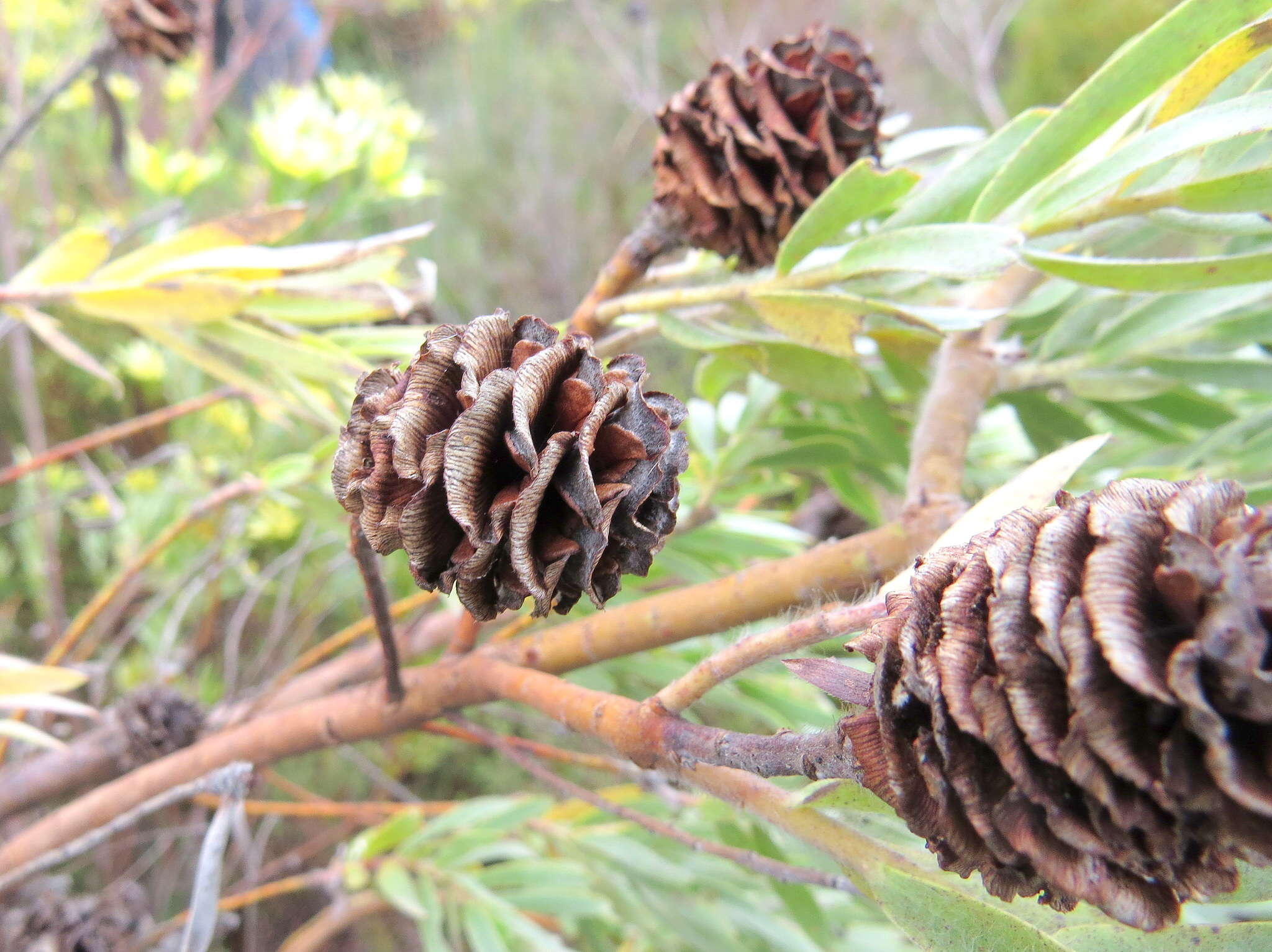 Imagem de Leucadendron floridum R. Br.