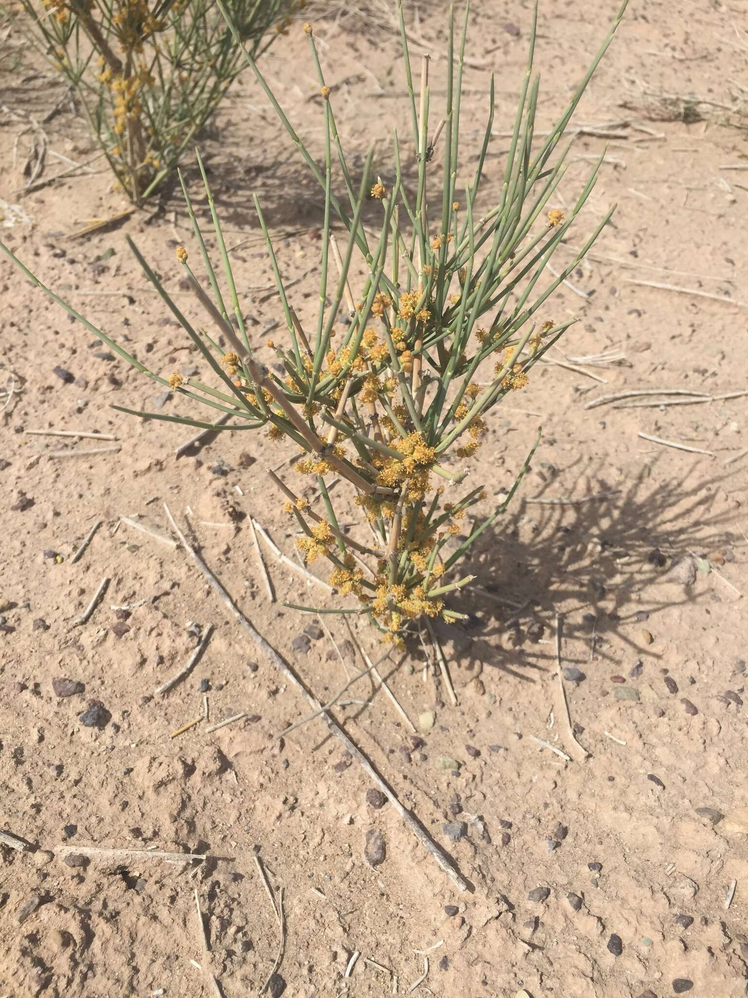 Image of Ephedra strobilacea Bunge