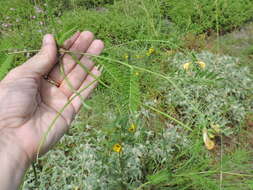 Image of bigpod sesbania