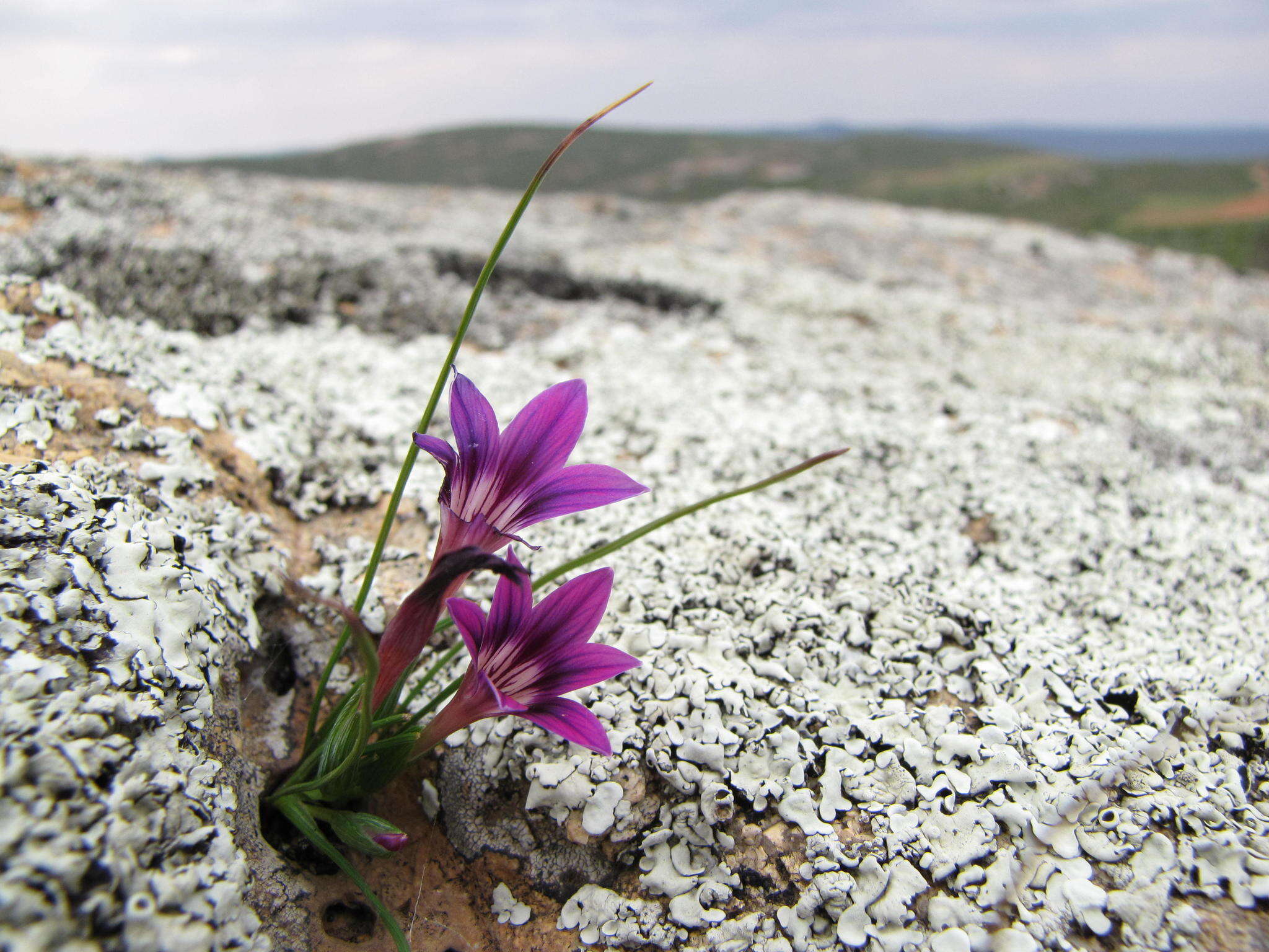 Image of Romulea kamisensis M. P. de Vos