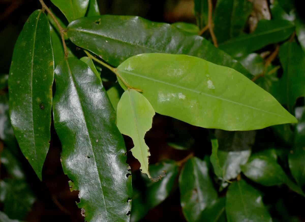 Imagem de Xylopia maccreae (F. Muell.) L. S. Sm.