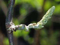 Image of Pueraria tuberosa (Willd.) DC.