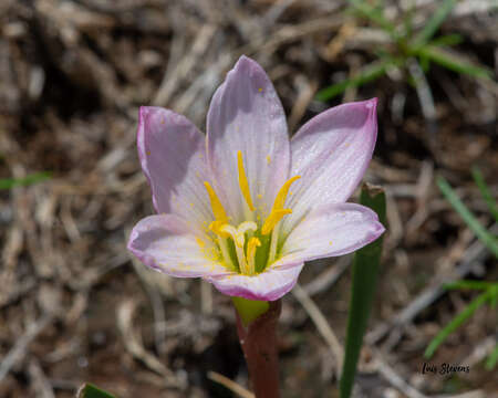 Imagem de Zephyranthes concolor (Lindl.) Benth. & Hook. fil.