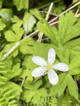 Plancia ëd Anemonastrum baicalense (Turcz.) Mosyakin