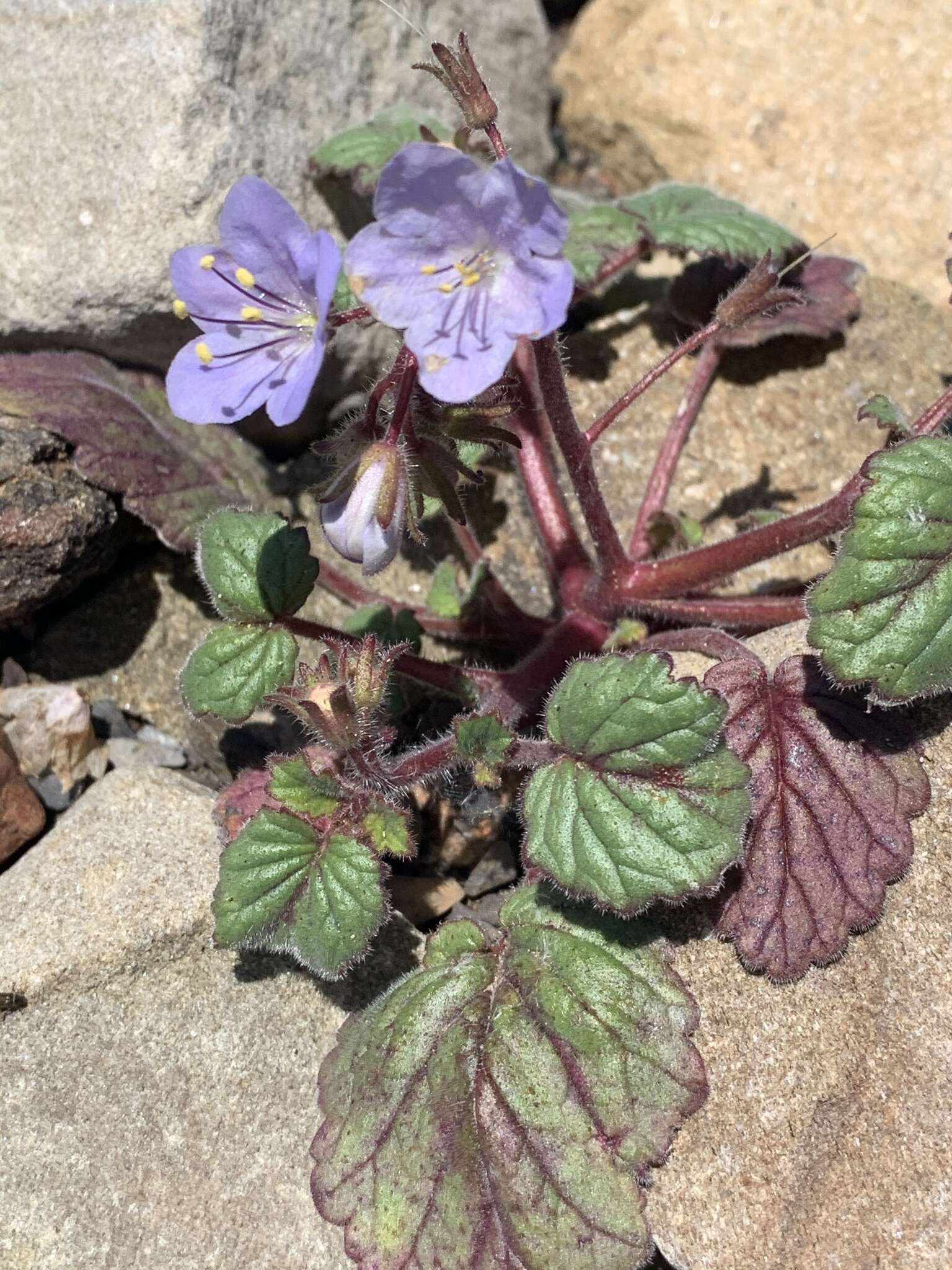 Image of longstalk phacelia