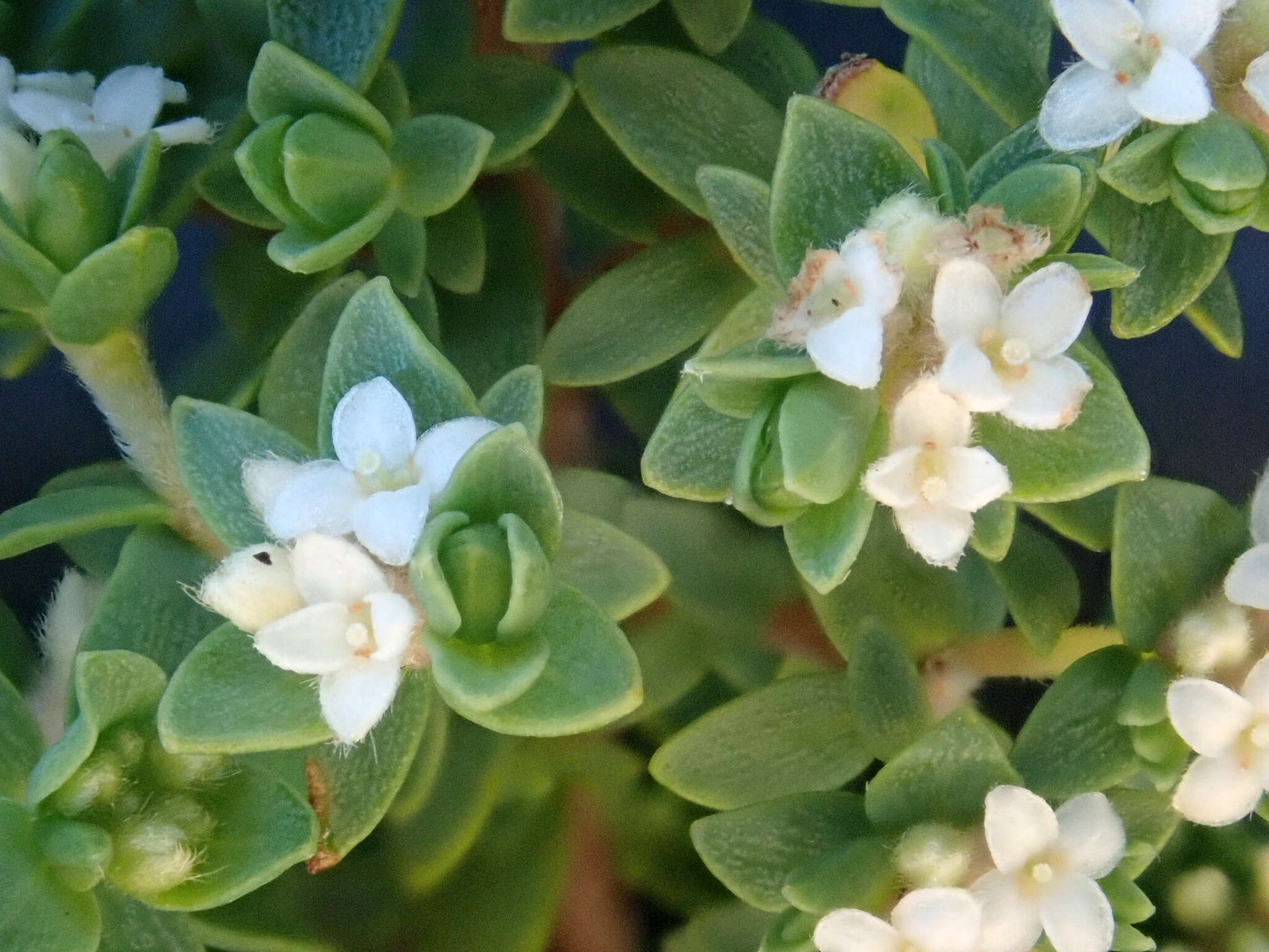 Image of Pimelea orthia subsp. protea C. J. Burrows & Thorsen