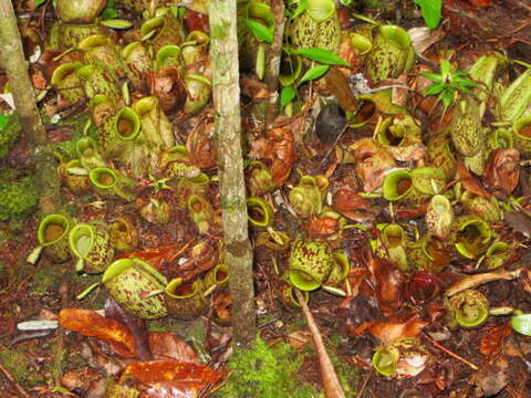 Image of Flask-Shaped Pitcher-Plant