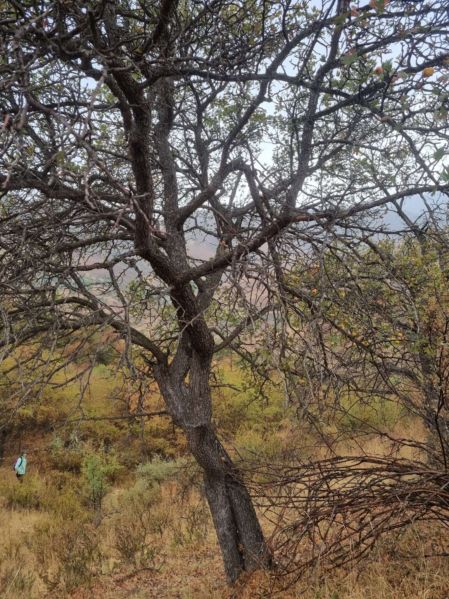 صورة Crataegus azarolus var. pontica (Koch) K. I. Christensen