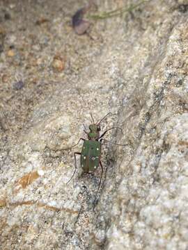 Plancia ëd Cicindela campestris naxosica Deuve 2012