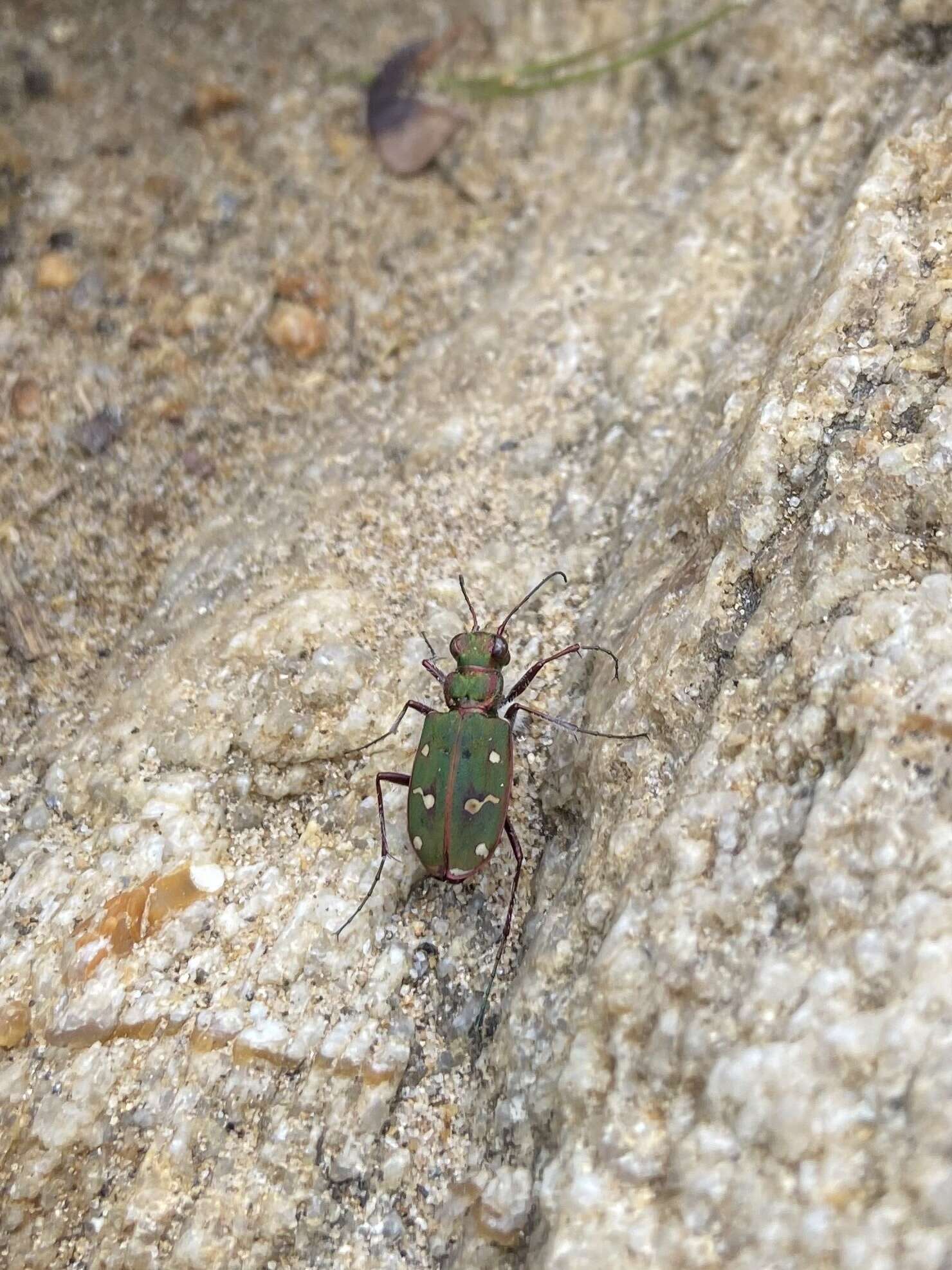 Image of Cicindela campestris naxosica Deuve 2012