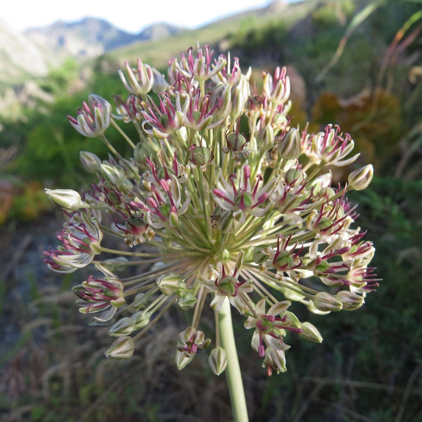 Sivun Allium taschkenticum kuva