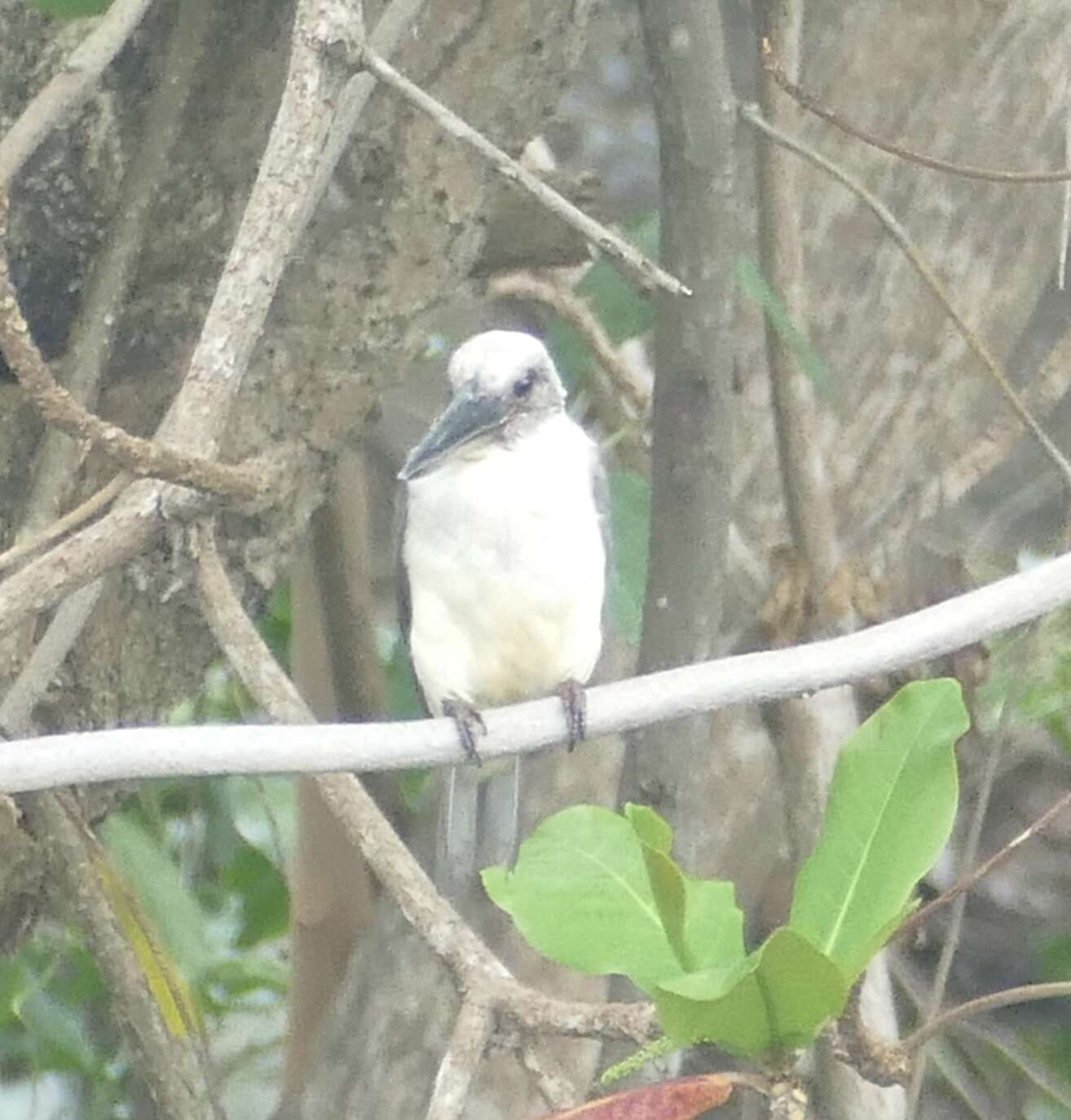 Image of Black-billed Kingfisher