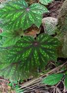 Image of Begonia wollnyi Herzog