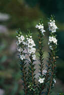 Image of Epacris pauciflora var. sinclairii (Hook. fil.) Cheesem.