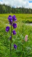 Imagem de Aconitum plicatum Koehler ex Reichb.