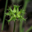 Imagem de Valerianella dactylophylla Boiss. & Hohen.