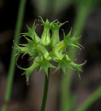 Image of Valerianella dactylophylla Boiss. & Hohen.