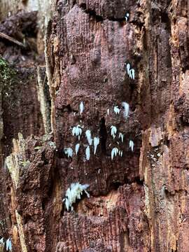 Imagem de Mucronella fusiformis (Kauffman) K. A. Harrison 1972