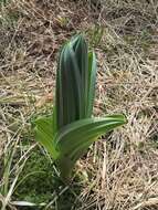 Image de Veratrum californicum var. californicum