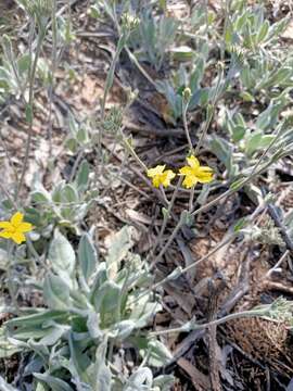 Image of Goodenia robusta (Benth.) K. Krause