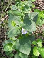 Image of Thunbergia natalensis Hook.