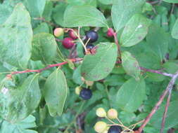 Image of Black Huckleberry