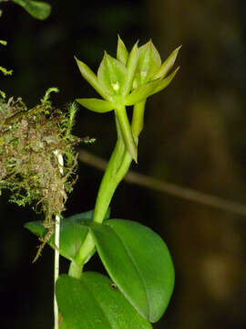 Image of Epidendrum geminiflorum Kunth