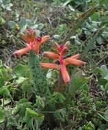 Image of Red Viooltjie