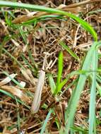 Image of Egyptian praying mantis