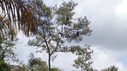 Image of Black-headed Spider Monkey