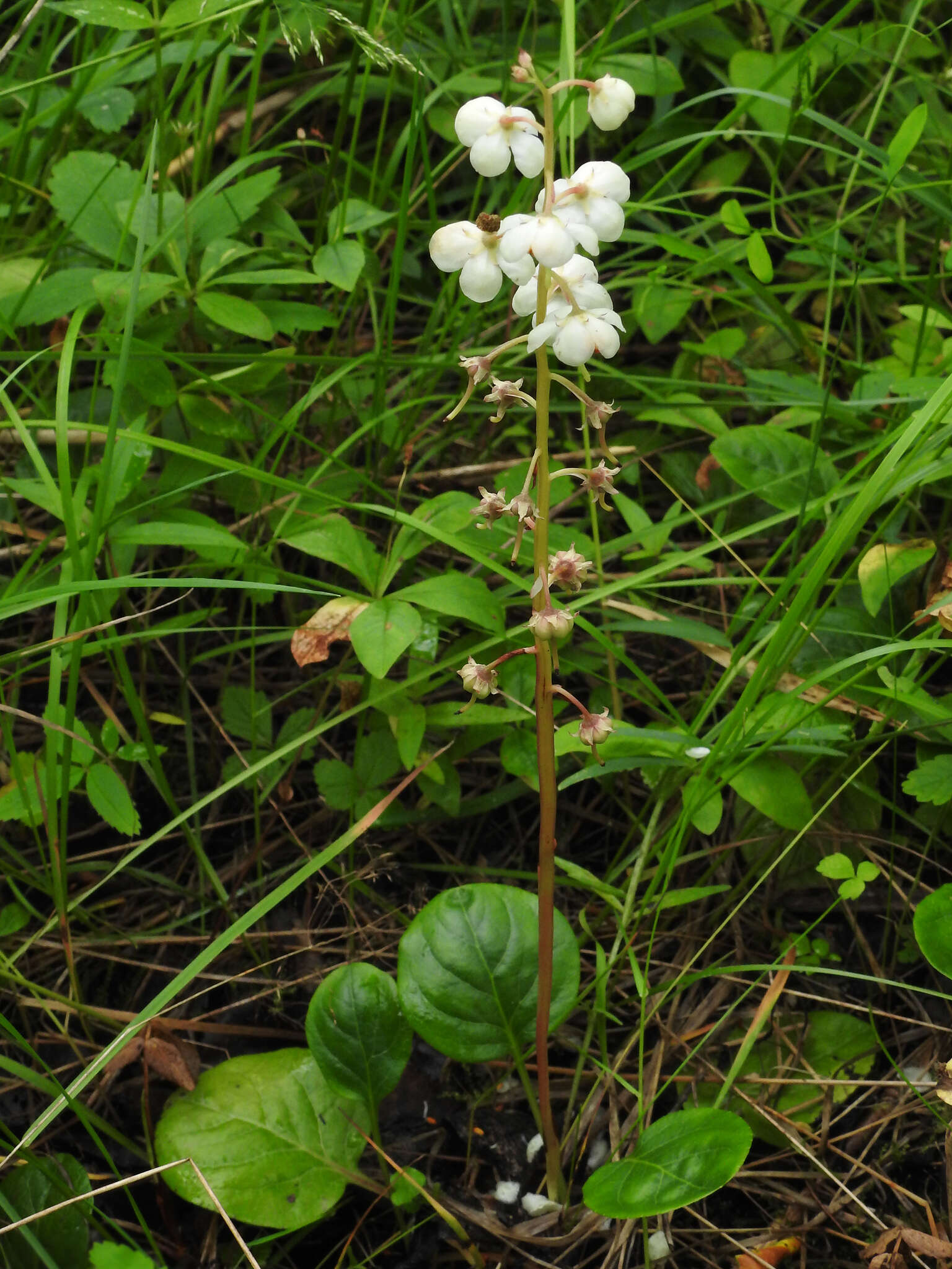 Plancia ëd Pyrola rotundifolia L.