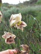 Image of Gladiolus griseus Goldblatt & J. C. Manning