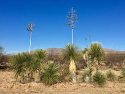 Image of soaptree yucca