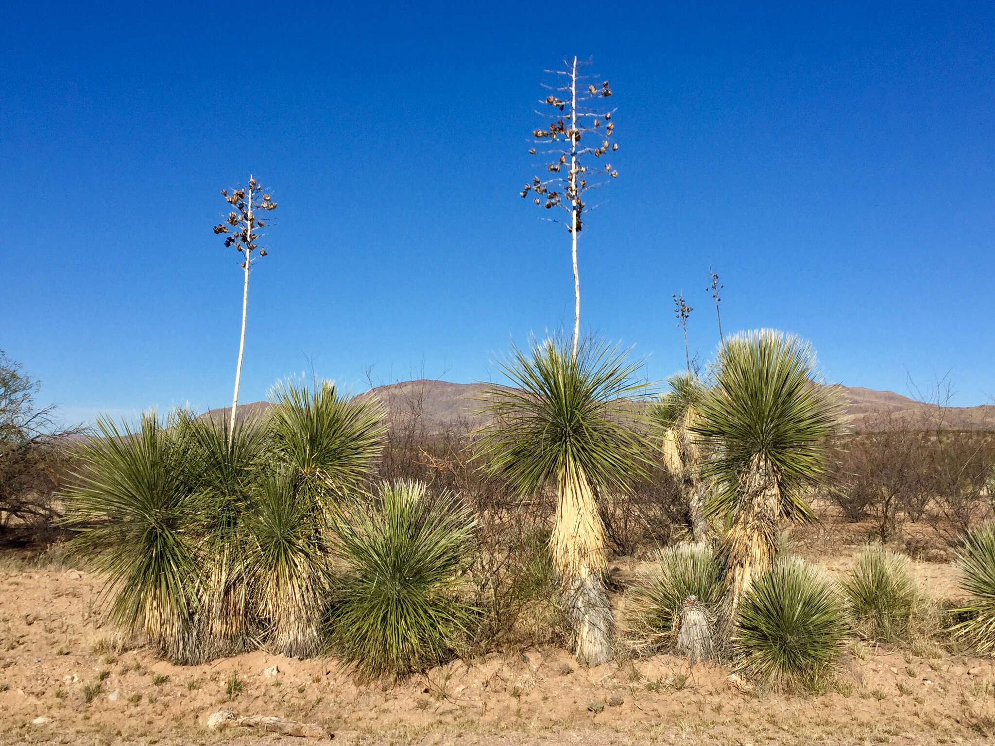 Image of soaptree yucca