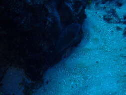 Image of Bucktooth Parrotfish