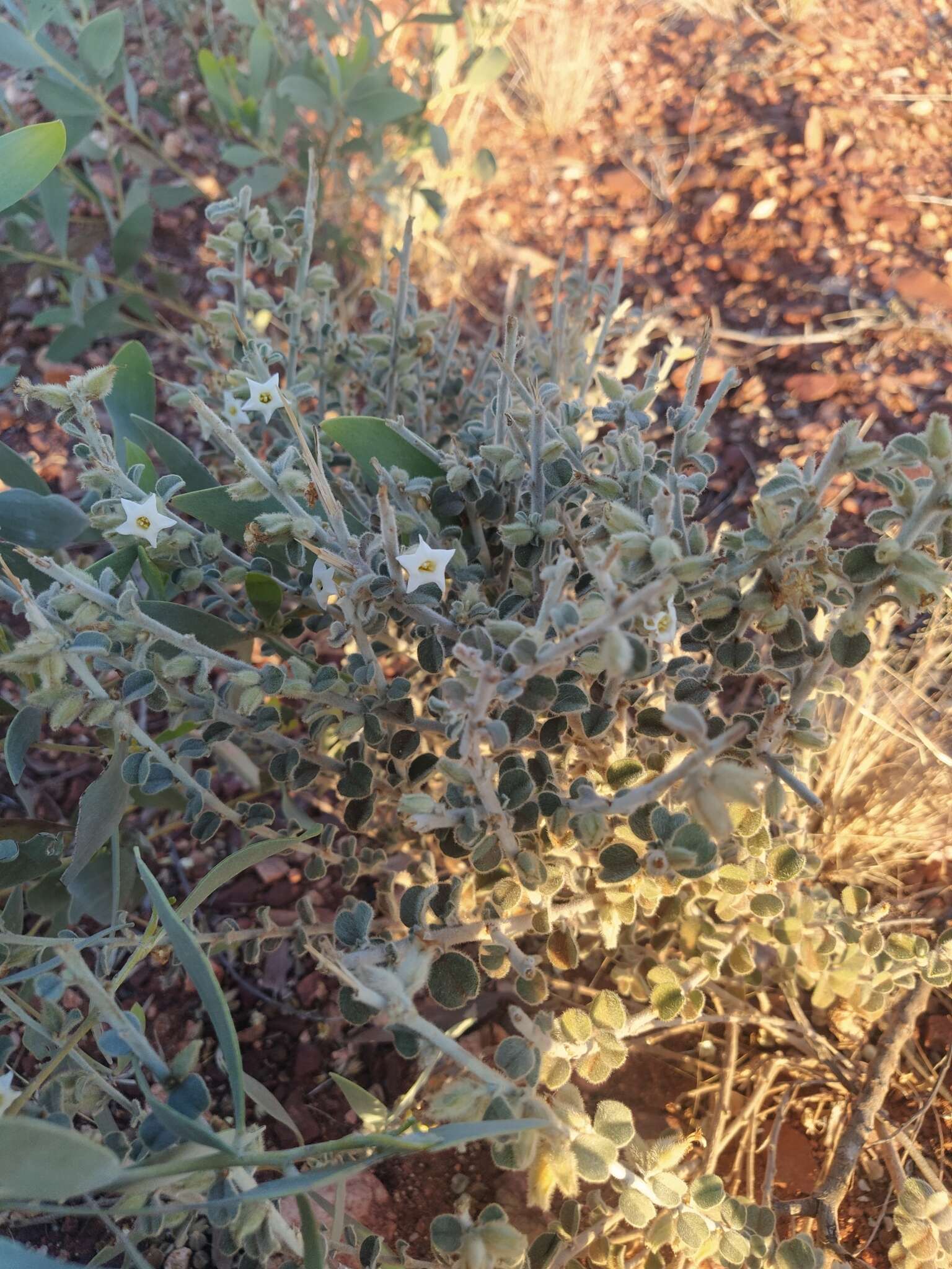 Image of Bonamia rosea (F. Müll.) Hall. fil.