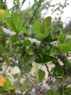 Image of Vasey's wild lime