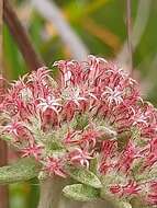 Image de Helichrysum spiralepis Hilliard & Burtt