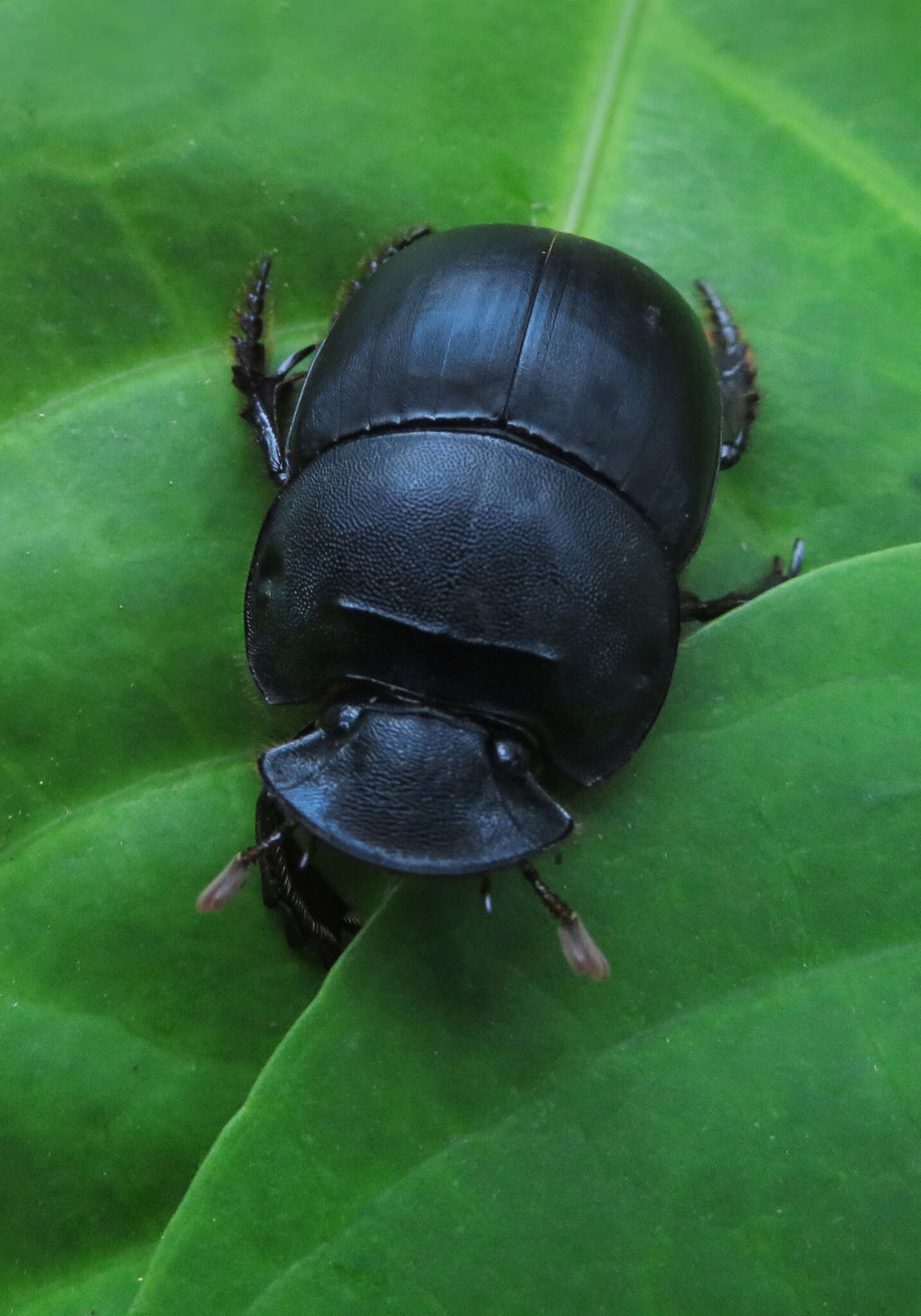 Image of Catharsius molossus (Linnaeus 1758)