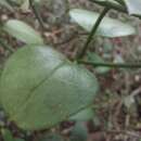 صورة Ceropegia decidua subsp. decidua