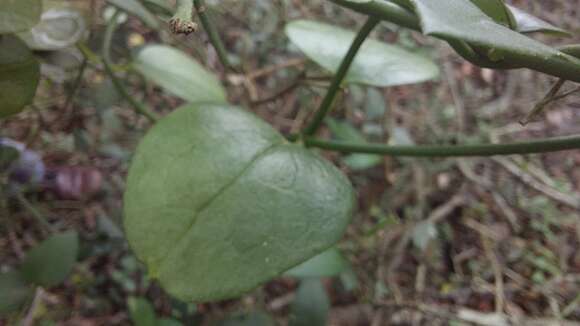 Sivun Ceropegia decidua E. A. Bruce kuva