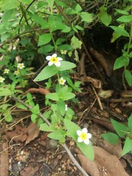 Image of Zinnia flavicoma (DC.) Olorode & A. M. Torres