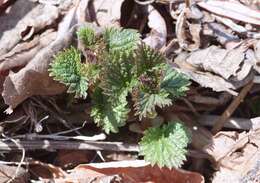 Image of Urtica platyphylla Wedd.