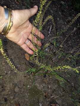 صورة Lepidium africanum (Burm. fil.) DC.