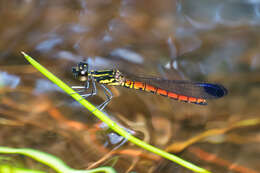 Image of Libellago aurantiaca (Selys 1859)